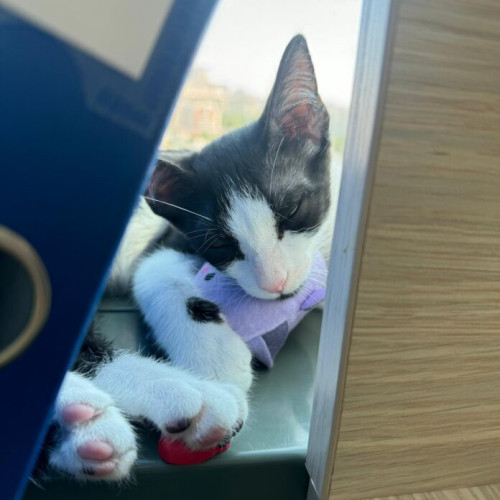 sushi și oreo, noile membre ale echipei TPBI, adoptate prin protectia animalelor CJ ilfov