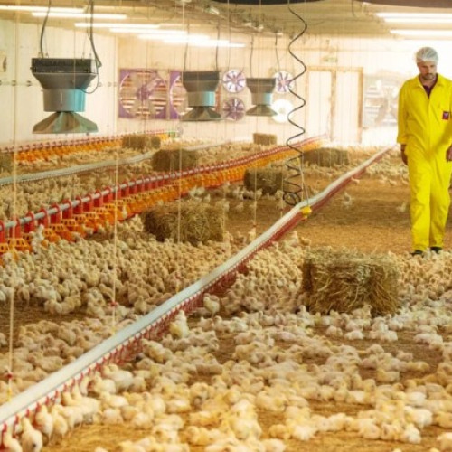 Grupul Safir a încheiat 2024 cu afaceri de 80 milioane de euro și succese în export