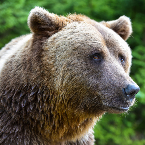 Urs surprins în localitatea Talmaciu, ISU anunță măsuri rapide