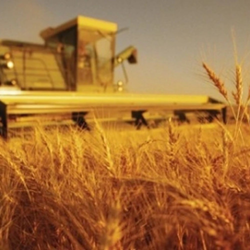 Creștere semnificativă a producției de grâu în Uniunea Europeană în 2025