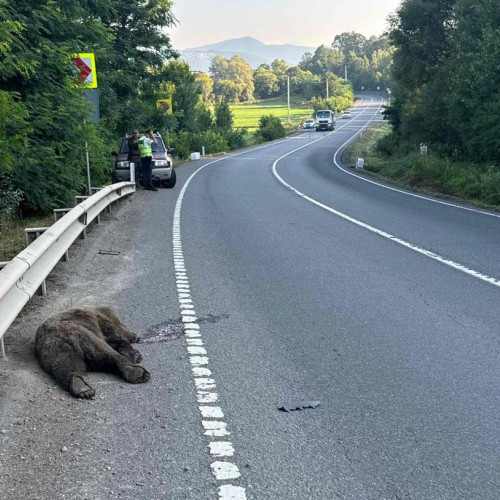 un urs lovit mortal de o mașină pe DN12 în județul Covasna