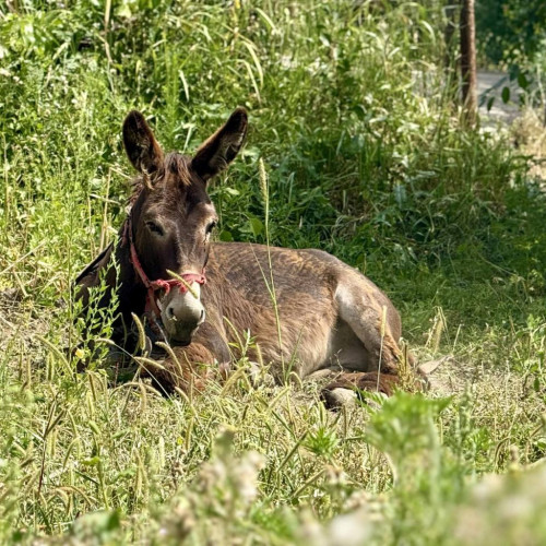 Magarul pierdut în comuna Aninoasa, un semn de liniște și reflecție