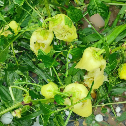 grindina a distrus o sera în Botoșani