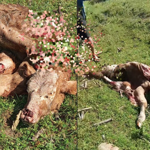 incident grav în Boiereni: un vitel ucis de urs