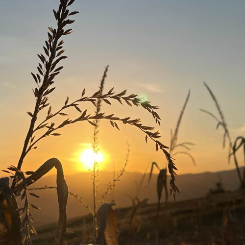 scădere a producției agricole în 2024, anunță institutul național de statistică