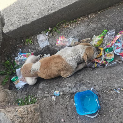 incident grav cu un câine abandonat în Florești