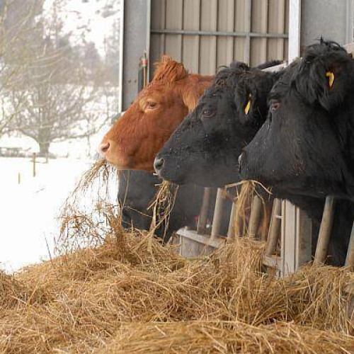 Statul român va plăti unui fermier din județul Vrancea despăgubiri de peste 12 milioane de euro pentru impactul asupra fermei sale ecologice, relatează agro-tv.ro. Potrivit sursei, aceasta este una dintre cele mai mari despăgubiri acordate vreodată în România pentru exproprieri legate de proiecte de infrastructură.