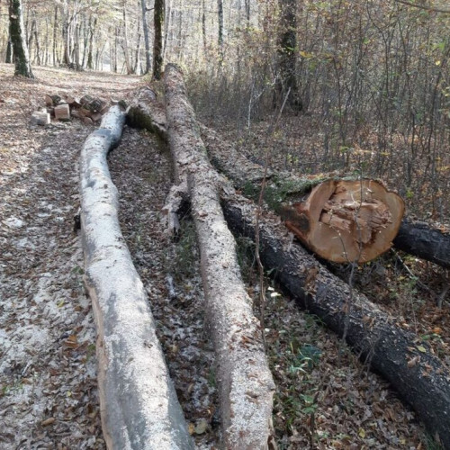 Un bărbat decedat după ce a fost lovit de un arbore în județul Bistrița-Năsăud