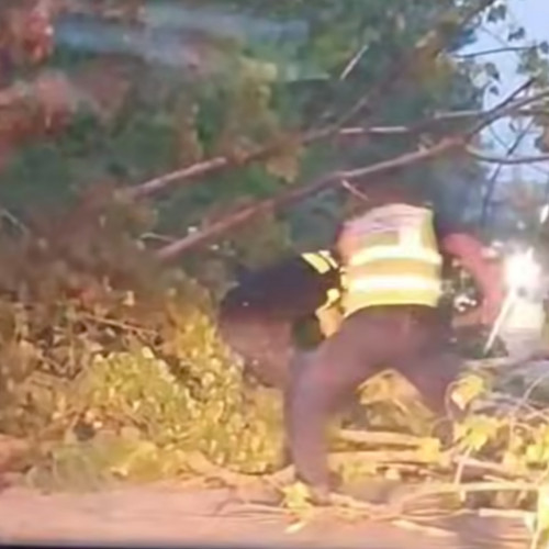 Trei polițiști din Gorj au intervenit pentru a elibera un drum judetean blocat de un copac doborât de furtună