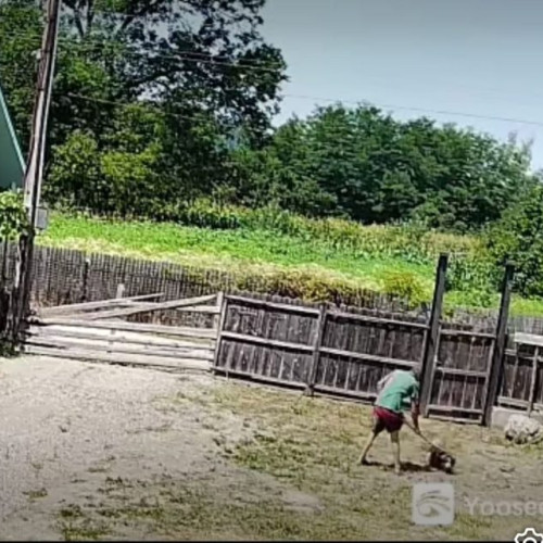 Ceartă violentă asupra unui câine legat în lanț în comuna Câmpuri