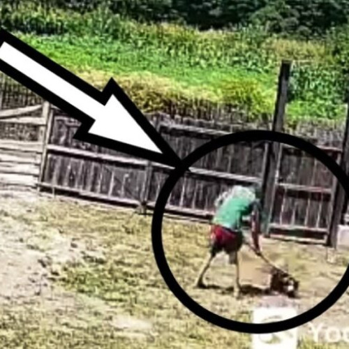 tentativă de violare a domiciliului și violență asupra animalelor în Vrancea