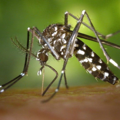 Pericol de răspândire a virusului chikungunya în Europa din cauza țânțarilor
