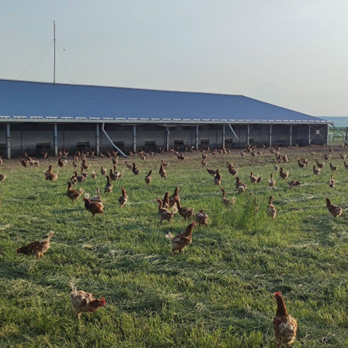 găini ecologice din Botoșani aduc ouă naturale și gustoase