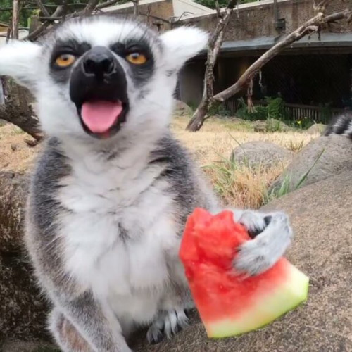 Un tânăr din Iași, mușcat de un lemur, a fost adus la spital pentru tratament