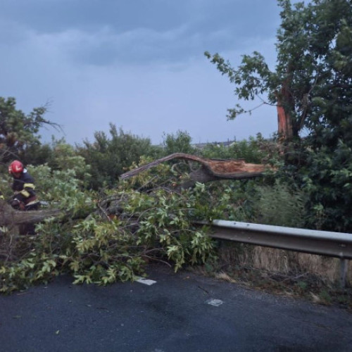 Pagube provocate de furtuna din județul Bihor: copaci doborâți și întreruperi de curent
