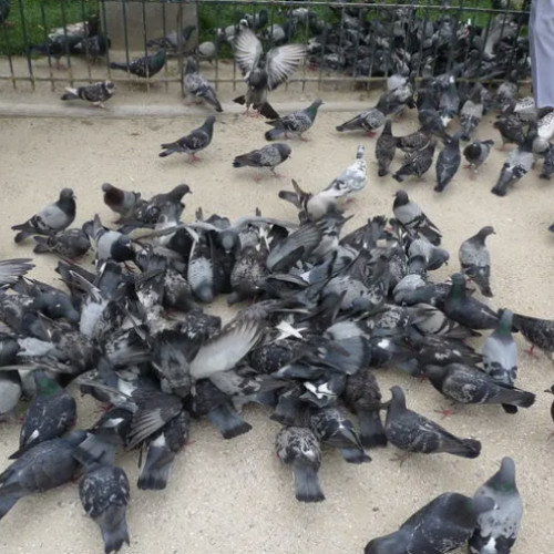 situație neplăcută pe strada ion mester din cluj-napoca