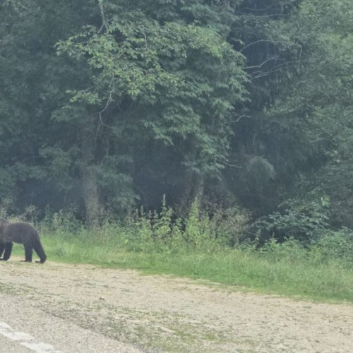 Probleme cauzate de turisti pe Transfagarasan: urși obișnuiți cu oamenii și pericol de incidente