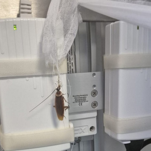 Video&Foto Imagini revoltătoare cu gândaci la Centrul de Arși de la Floreasca. Ministerul Sănătății face verificări