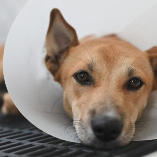 Primăria Apahida lansează o campanie gratuită de sterilizare a câinilor din gospodării