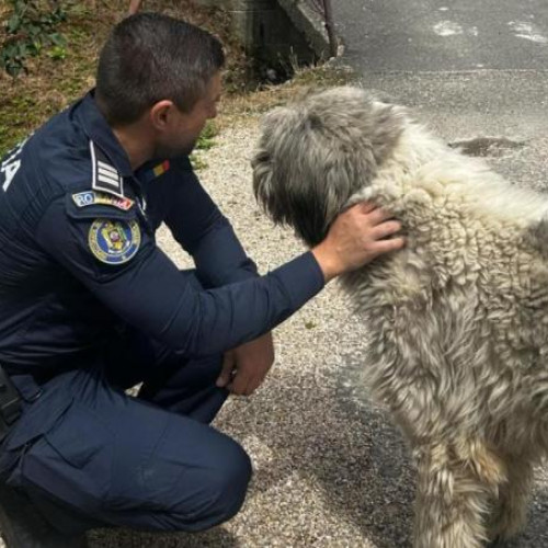 Adăpost pentru animale descoperit ilegal în Cluj, cu nereguli grave
