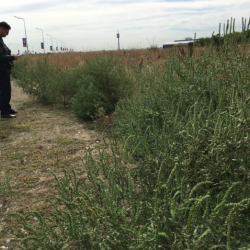 Primăria Sectorului 6 intensifică verificările terenurilor invadate de ambrozie