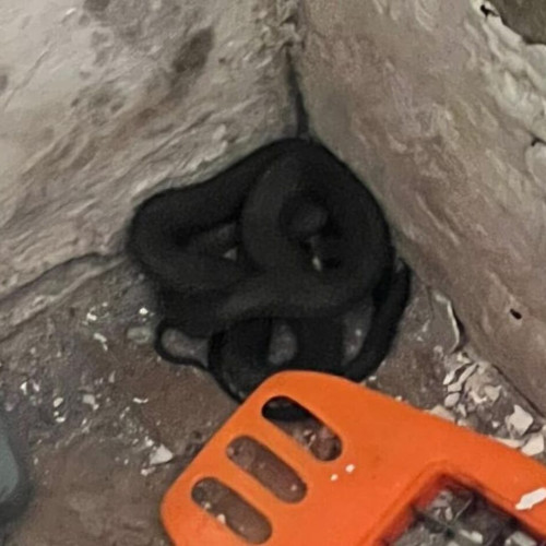 O proprietară a salvat un șarpe și a solicitat ajutorul jandarmilor în Bistrița-Năsăud