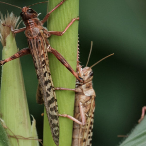 Invazie de lacuste în sudul Ucrainei pune în pericol terenurile agricole