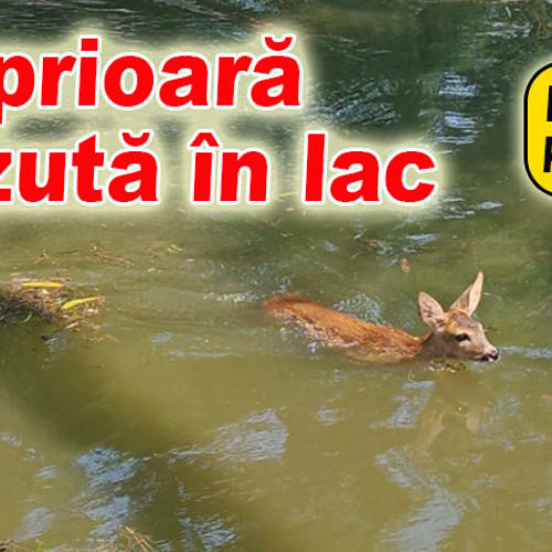 Caprioară cazută în iezerul din Parcul Crâng, salvarea fiind solicitată de trecători