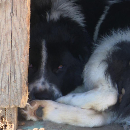 Pompierii din Neamț au intervenit pentru a salva un câine dintr-un subsol