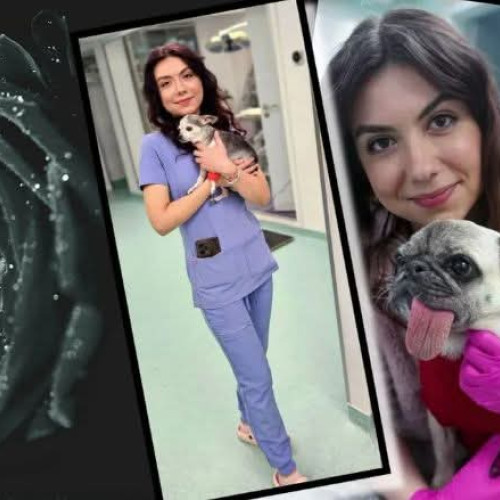 Tânără medic veterinară și doctorand, pierdută în accident pe DN2