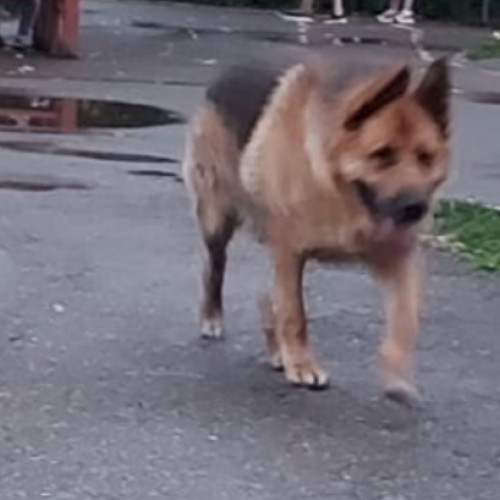 Un gest de solidaritate la Cluj: un motociclist a salvat un câine fugit și a ajutat stăpânul disperat