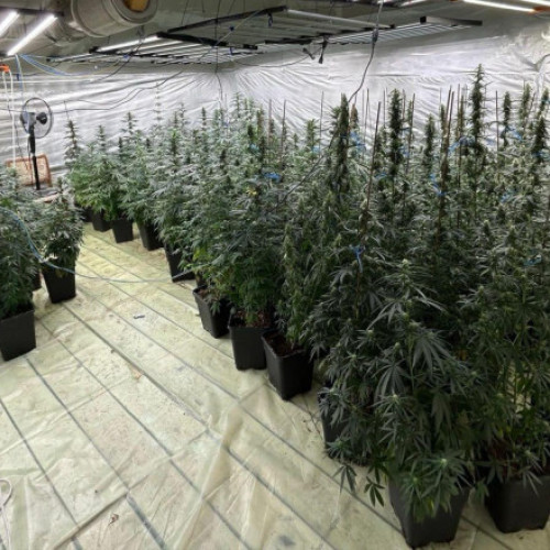 Polițist din Dâmbovița, cercetat pentru trafic de droguri într-un caz cu canabis și alte substanțe interzise