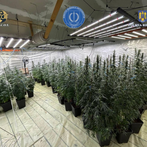 Descoperire importantă în lupta împotriva traficului de droguri în Dâmbovița