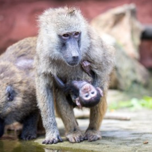 Gradina zoologica din Nurnberg ucide 12 babuini sanatosi din cauza supraaglomerării