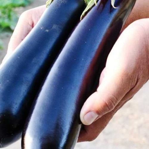 colectie impresionanta de soiuri de vinete la banca de resurse genetice vegetale din buzău