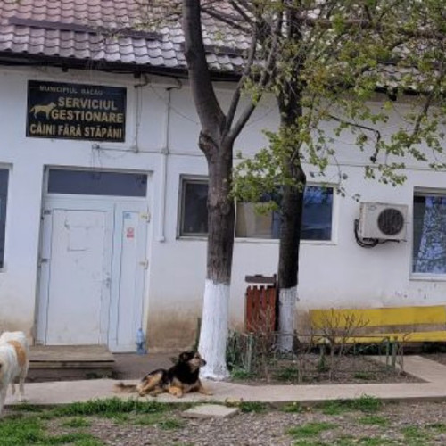 societatea de servicii publice din bacau ar putea prelua gestionarea câinilor fără stăpân