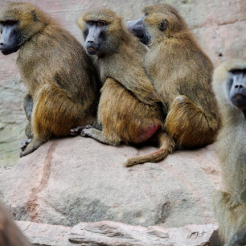 Gradina zoologică din Nürnberg anunță uciderea a 12 babuini, într-un context de proteste și controverse