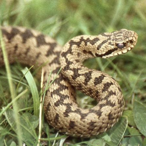 clujean avertizează asupra creșterii viperei din cauza încălzirii globale