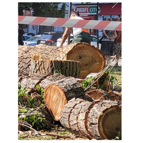 Plantarea copacilor în Parcul Tomis 2 a fost justificată de autorități ca fiind o măsură de siguranță