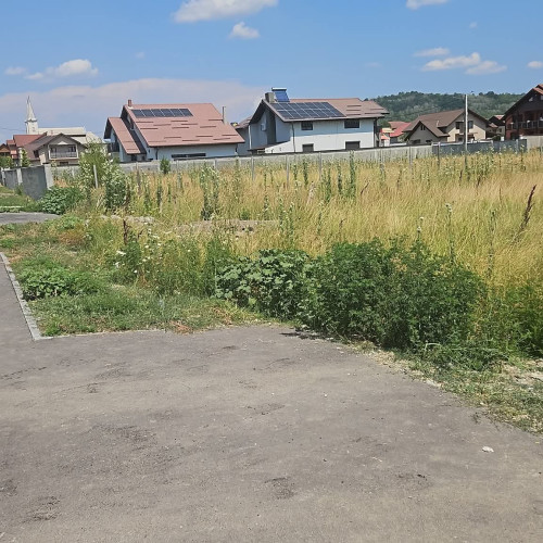 Poliția locală Motru atrage atenția asupra amenințării ambroziei în oraș
