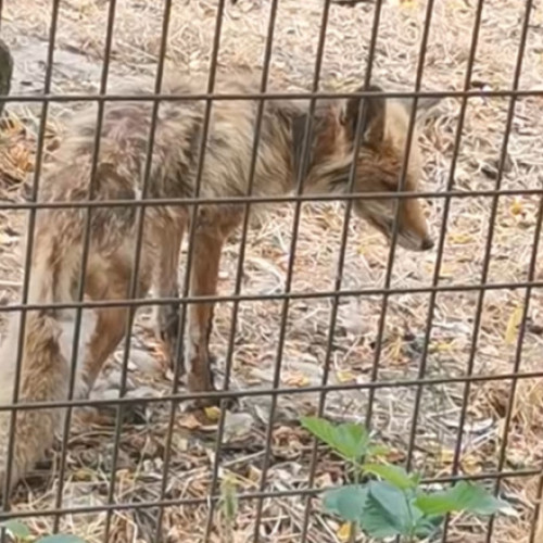 imagini cu animale din Vâlcea au stârnit revolta online