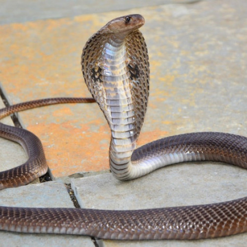 copil de doi ani din India a ucis o cobra după ce a fost mușcat