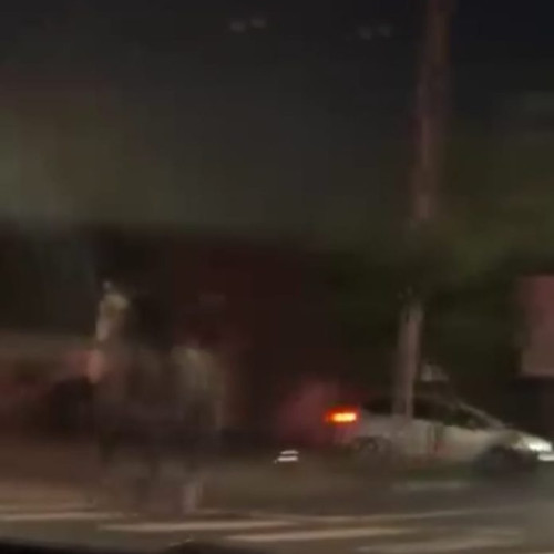 Cal surprins pe carosabil în municipiul Focșani