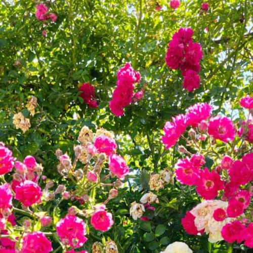 minivacanță în august 2025: următoarea zi liberă pentru români este ziua Sfintei Maria
ära liberă pentru români în anul 2025 include, în afară de weekend, patru zile, cu cea mai apropiată fiind în luna august, de Sfânta Maria. Potrivit informațiilor citate de alba24.ro, în acest an, românii vor avea o minivacanță de trei zile, întrucât ziua de 15 august pică vineri. Astfel, bugetarii și anumite categorii de angajați din sectorul privat vor avea liber vineri, 15 august, iar sâmbătă și duminică, 16 și 17 august, vor fi zile libere suplimentare.