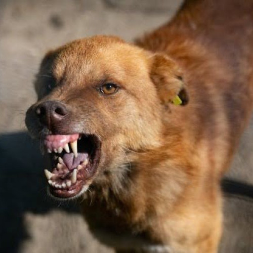 Polițiști din Botoșani au verificat respectarea legii privind armele, animalele și câinii periculoși