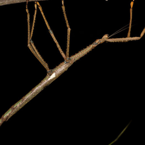 O insectă uriașă, descoperită recent în Australia, ar putea fi cea mai grea insectă din țară