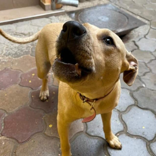 Femeie din Alba Iulia amendată după ce câinii ei au intrat în curtea vecinilor