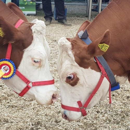 Bonafarm Group cumpără operatiunile de lactate ale FrieslandCampina din România