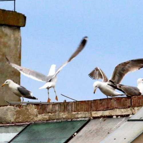 pescarușii devin tot mai prezent în Cluj. Localnicii se plâng de zgomot