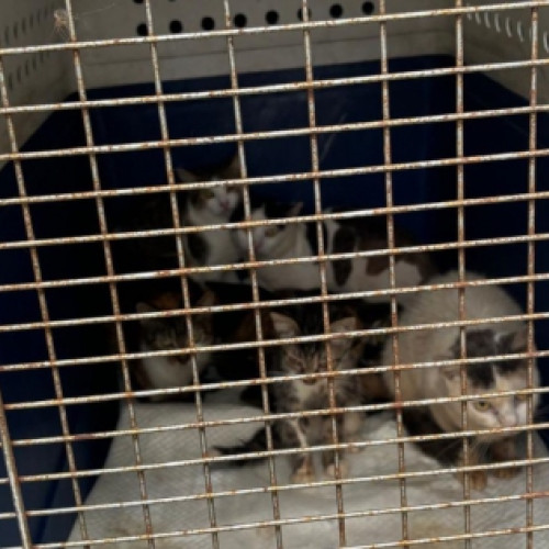 19 pisici salvate de polițiștii din Neamț, duse la adăpostul apelat la Bicaz